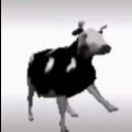 波兰牛跳舞表情包